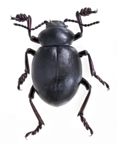 Réf. 304 389 : Timarcha pimelioides